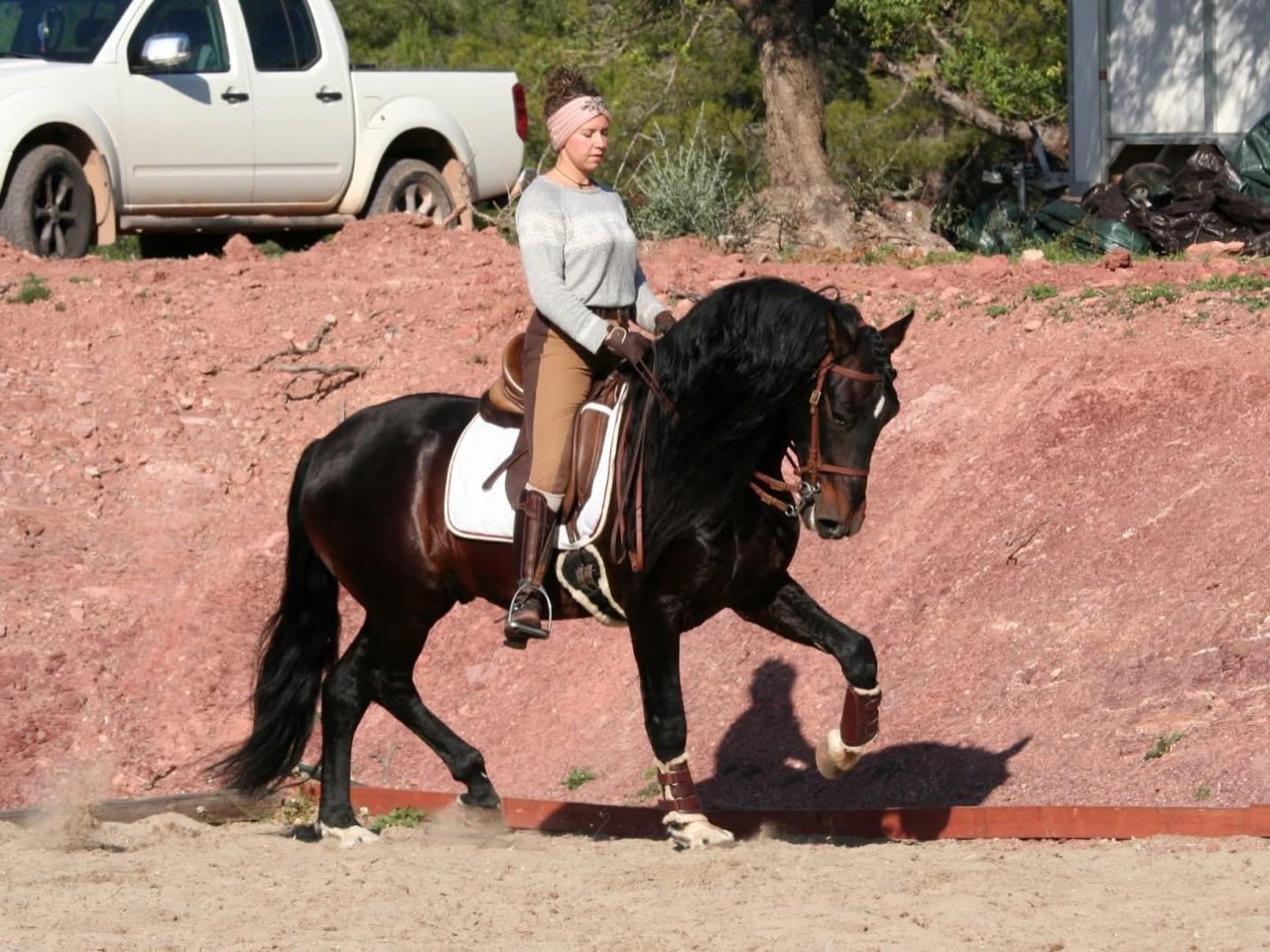 Rappe mit langer Mähne in versammeltem Trab auf dem Reitplatz
