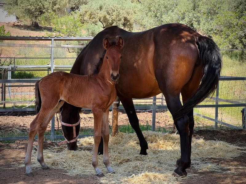 Braunes Fohlen neben seiner Mutter im Paddock