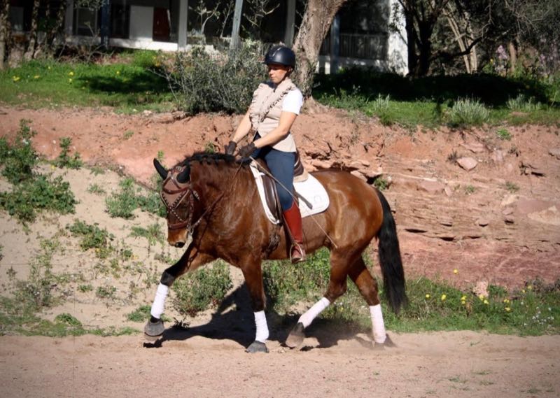 Brauner im Trab auf dem Reitplatz
