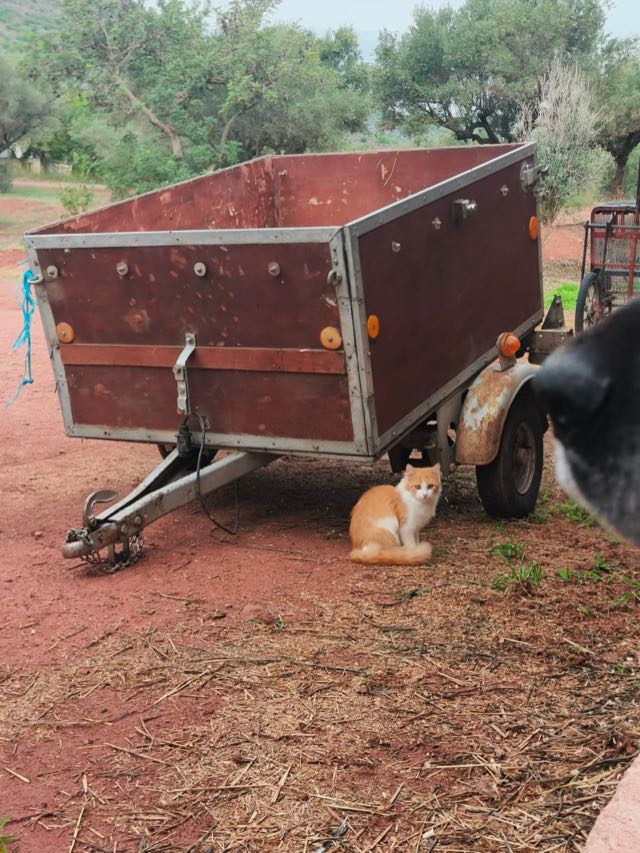 Rot-weiße Katze unter einem Anhänger