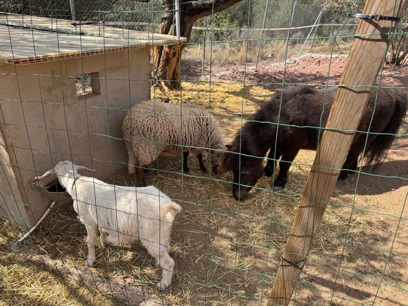 Ziege, Schaf und Pony im Gehege