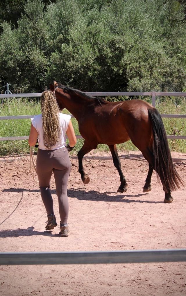 Bodenarbeit mit einem braunen Jungpferd im Roundpen