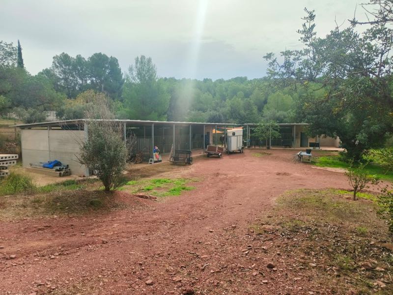 Offene Stallgebäude vor einem Pinienwald