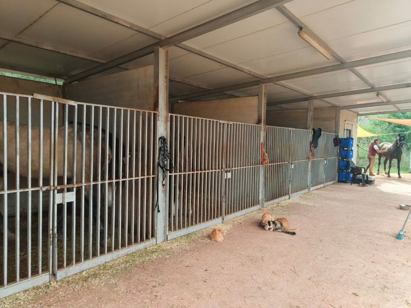 Pferdeboxen, davor liegen drei Katzen